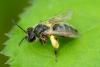 Andrena sp.
